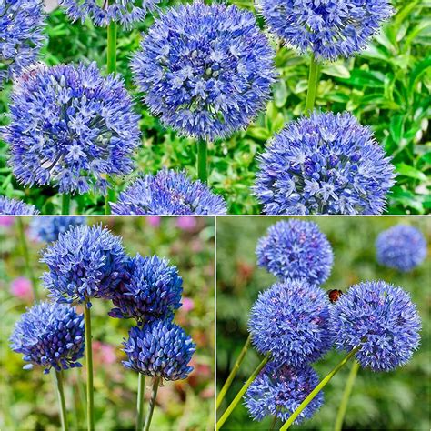 X Allium Bulbs Caeruleum Azureum Summer Flowering Bulbs Garden