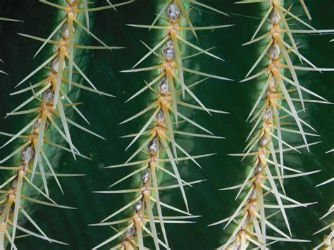 Cactus spikes by Blauwelt on DeviantArt