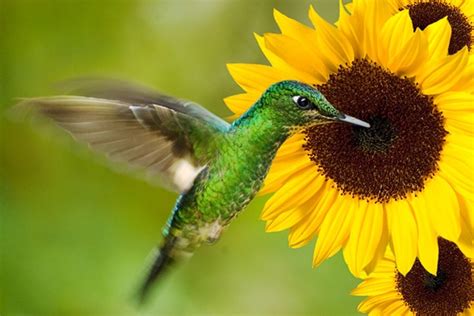 How Do Hummingbirds Fly? - Bird Informer