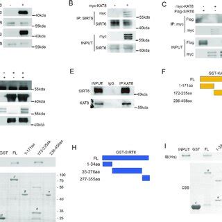 KAT8 Interacts With SIRT6 In Vivo And In Vitro A B HCT116 Cells Were