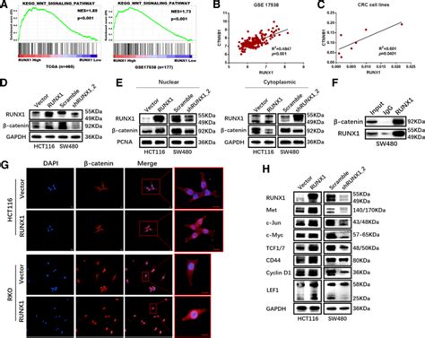 Runx Promotes Tumour Metastasis By Activating The Wnt Catenin