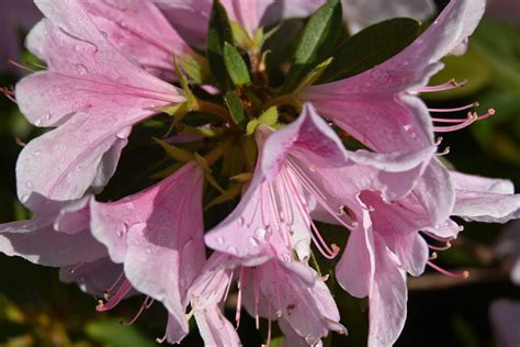 Bakgrundsbilder Dallas Texas Dallas Arboretum Blommor Azalea