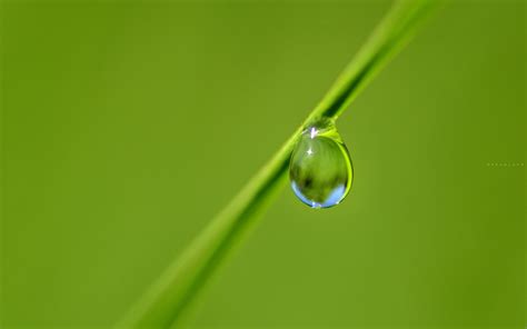 Wallpaper Nature Grass Water Drops Green Dew Leaf Flower Drop