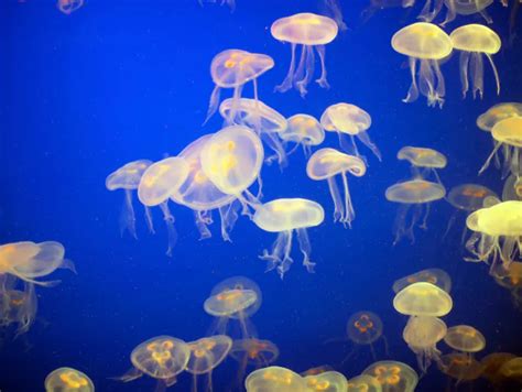 Man-Made Structures May Encourage Jellyfish Blooms