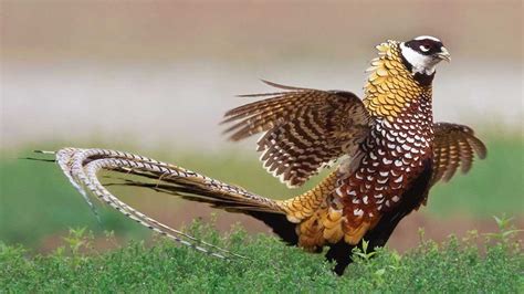 Reeves Pheasant 101: Everything You Need to Know - European Raptors