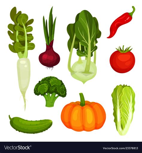 Set Of Different Ripe Vegetables Organic Farm Vector Image