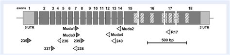 Schematic Diagram To Show The Genomic Exon Intron Structure Of The Download Scientific