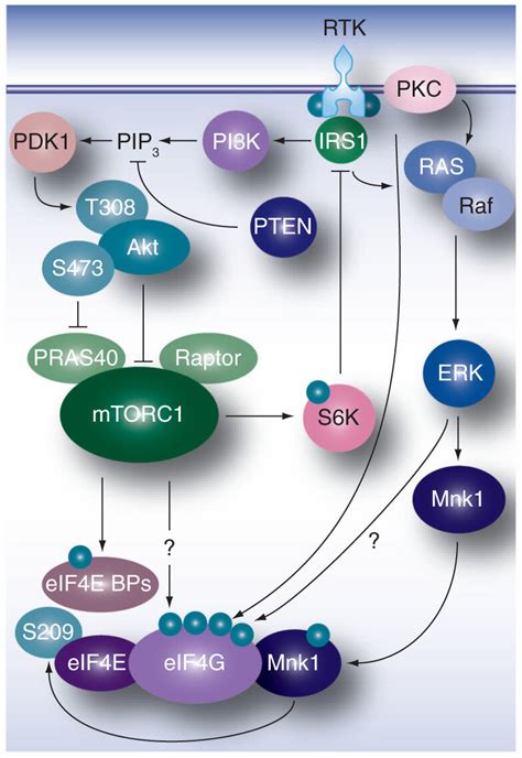 Mitogenic Signaling Pathways Via Pi Kmtor And Raserk Converge On