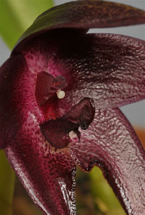 Bulbophyllum Elevatopunctatum Hortus Botanicus Leiden Netherlands