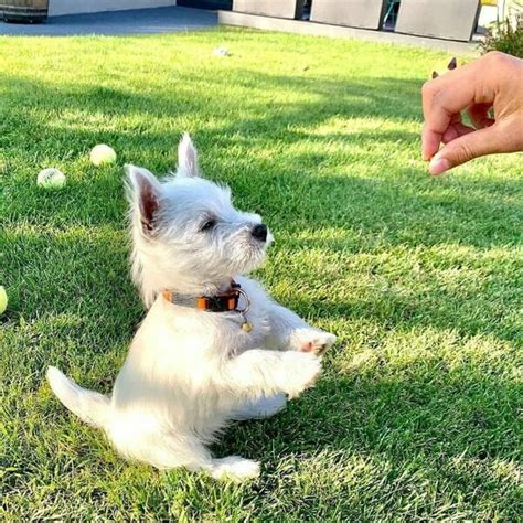 Top 6 Westie Haircuts That You Will Never Look At West Highland White ...