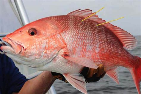 Snapper Vs Grouper Top 5 Comprehensive