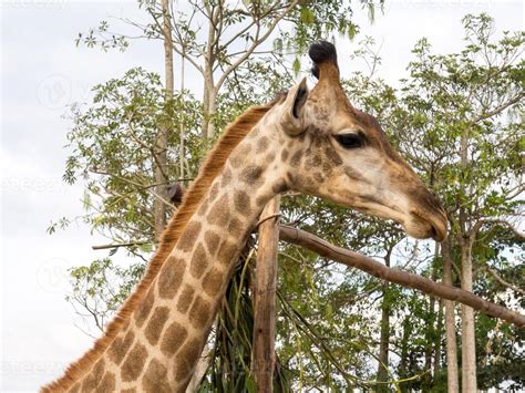 Giraffe is tallest animal 9621696 Stock Photo at Vecteezy