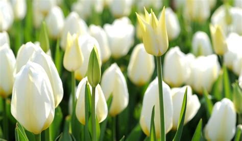 White Tulip Flowers - Desi Comments