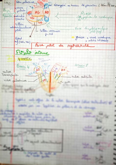 Solution Anatomie Du C Ur Studypool