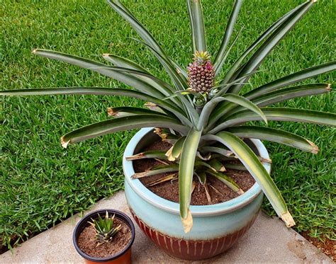 How to Grow a Pineapple Top