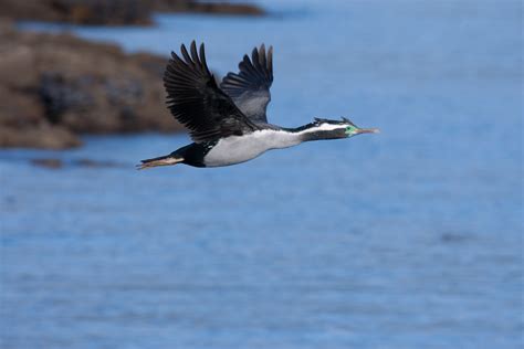 Spotted Shag Parekareka Strictocarbo Punctatus Spotted Flickr