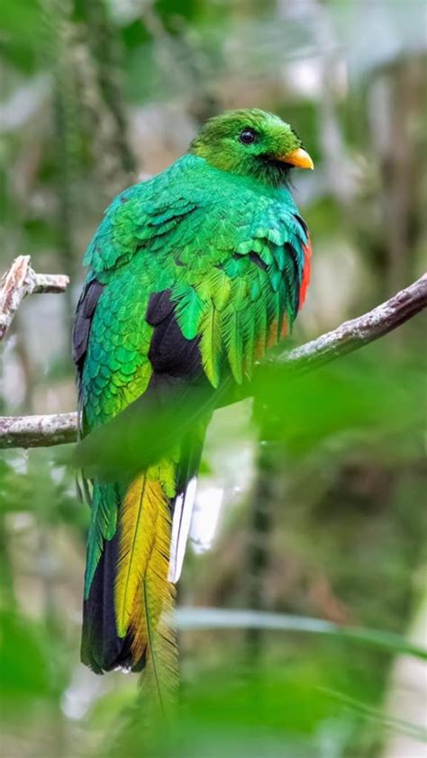 Quetzal Doradowhite Tipped Quetzalpharomachrus Fulgidus Birds