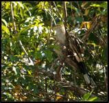 Luis A Florit Photo Gallery Anu Branco Guira Cuckoo Cuculidae