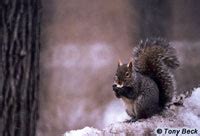 Hinterland Who's Who - Eastern Grey Squirrel