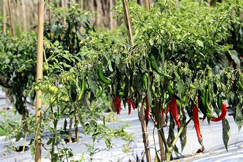 Capsicum Annuum L Lumajang Indonesia The Javanese Call Flickr