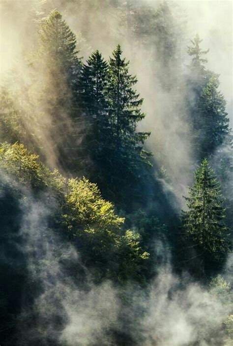 Pin by Hector on Forest TREE Foresta Árboles2 Nature photography