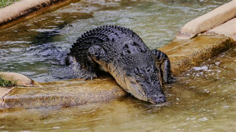 Sunshine Coast researchers creating dictionary of saltwater crocodile sounds to aid conservation ...