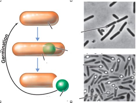 Life Cycle Of An Endospore Forming Bacterium Diagram Quizlet