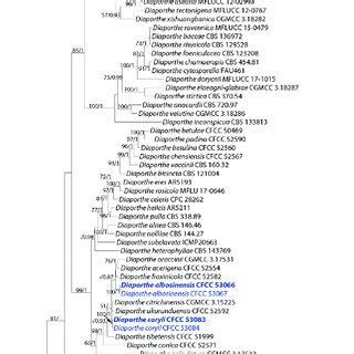 Phylogram Of Diaporthe Resulting From A Maximum Likelihood Analysis