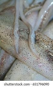 Common British Squid Suckers Stock Photo 651796090 Shutterstock