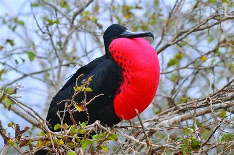 Las Fragatas Aves Que Pesan Entre Y Kilos Y Que Son Capaces De