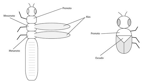 Anatomia De Los Insectos