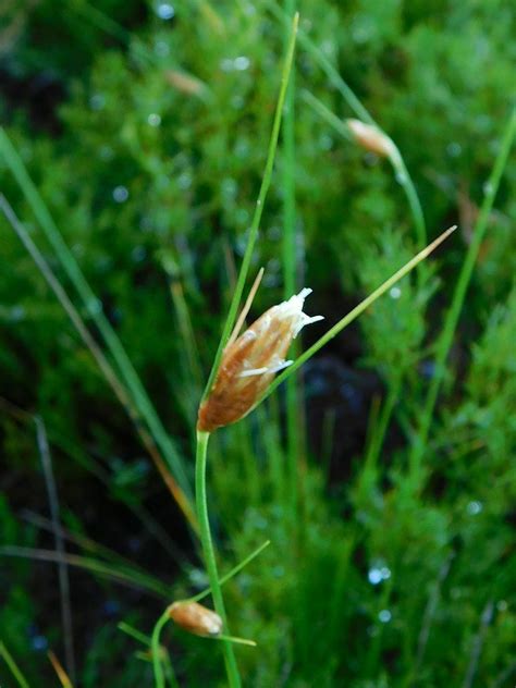 Black Clubrush From Greyton Nature Reserve South Africa On May