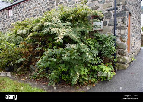 Japanese Knotweed House Hi Res Stock Photography And Images Alamy