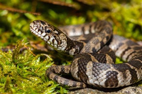 Georgia Snakes Identification And Safety Guide With Pictures