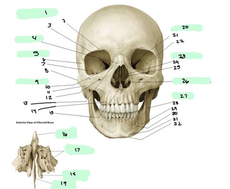 DGA Skull Anatomy Flashcards Quizlet