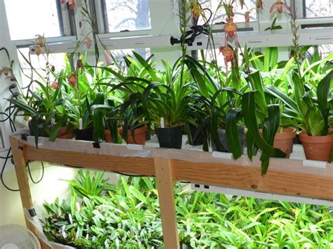 Growing Orchids Under Lights – Fort Collins Nursery