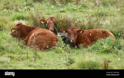 Cattle Ferry Hi Res Stock Photography And Images Alamy