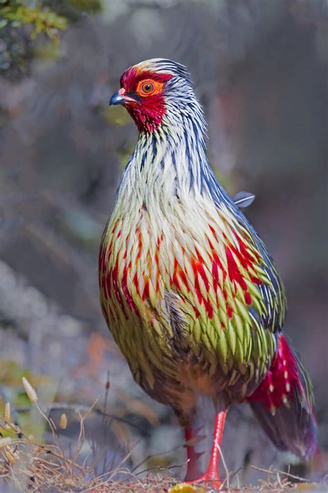 Myths Folklore And The Blood Pheasant Of Kanchenjunga Roundglass