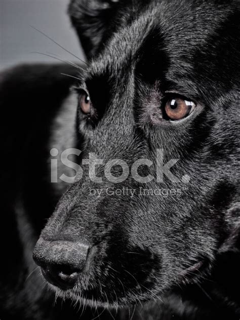 Black Dog Stock Photo Royalty Free Freeimages