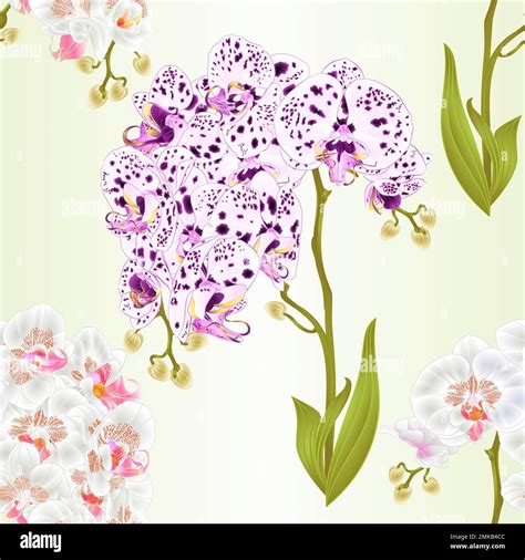 Seamless Texture Branches Orchids Phalaenopsis Dots And White Flowers