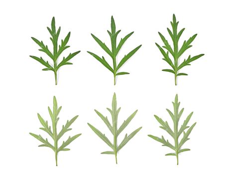 Premium Photo Sweet Wormwood Mugwort Or Artemisia Annua Branch Green