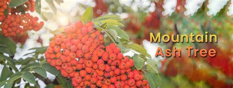 Mountain Ash Tree Guide (Sorbus Mountain) - EmbraceGardening