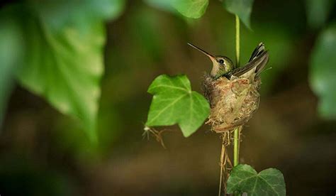 SIGNIFICADO de que un COLIBRÍ haga NIDO en TU JARDÍN