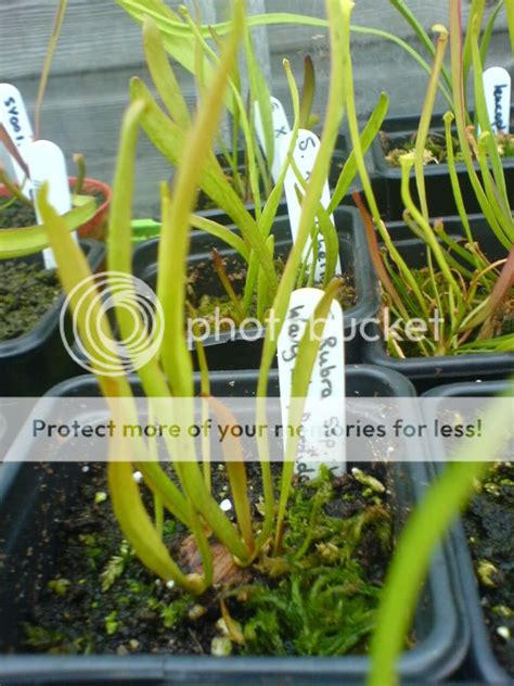 Rhizome propagation - Sarracenia - Carnivorous Plants UK