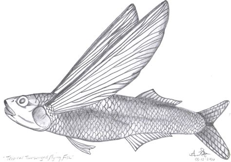 flying fish sketch  paintingvalleycom explore collection  flying