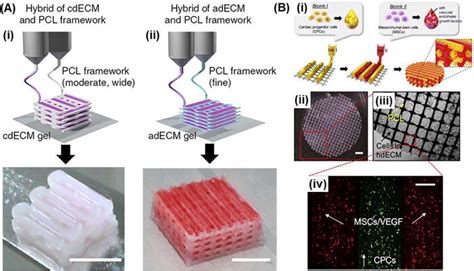 3d Bioprinting With Support Materials A 3d Bioprinting Structures