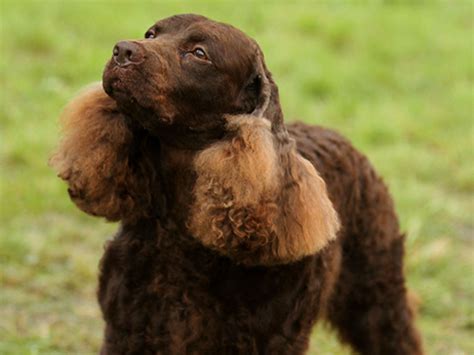 Beautiful American Water Spaniel - My Doggy Rocks