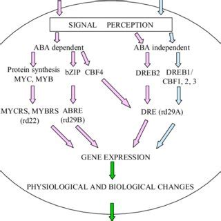schematic representation  cellular signal transduction pathways