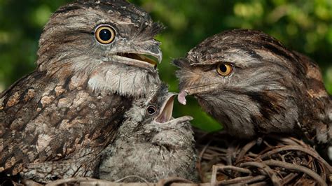 tawny frogmouth baby birds nest wallpaper