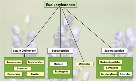 Botanik Helmich System Der Angiospermen Eudikotyledonen